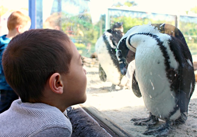 Busch gardens penguin point