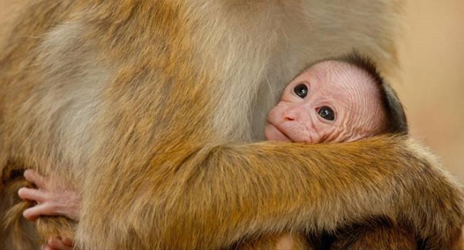 Free monkey kingdom printable