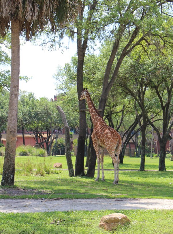 Animal kingdom lodge facts