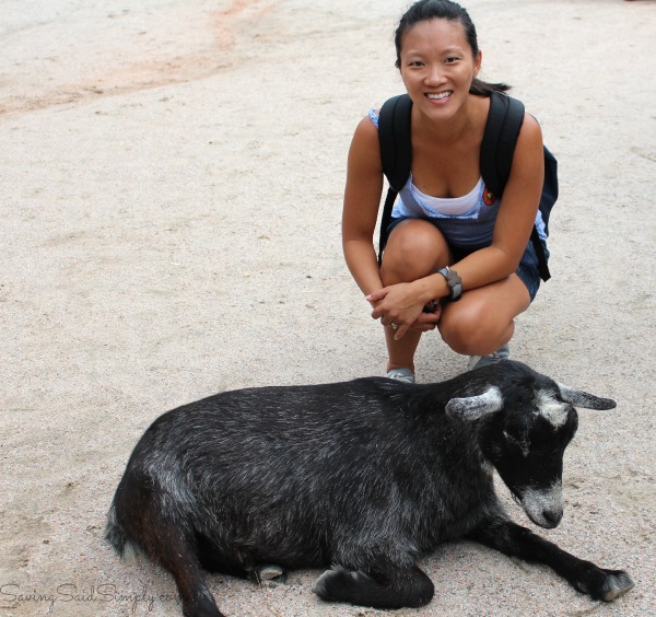 Animal kingdom petting zoo