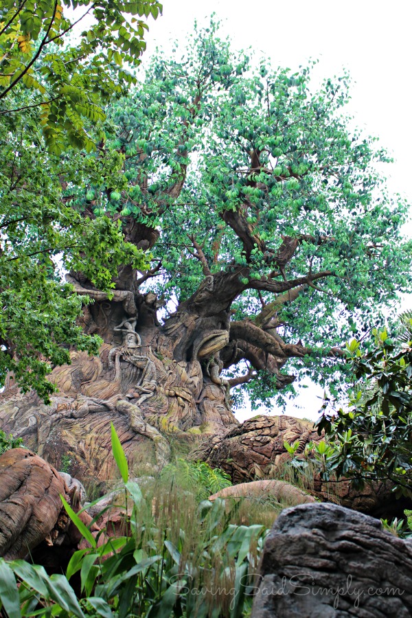 Animal kingdom tree of life