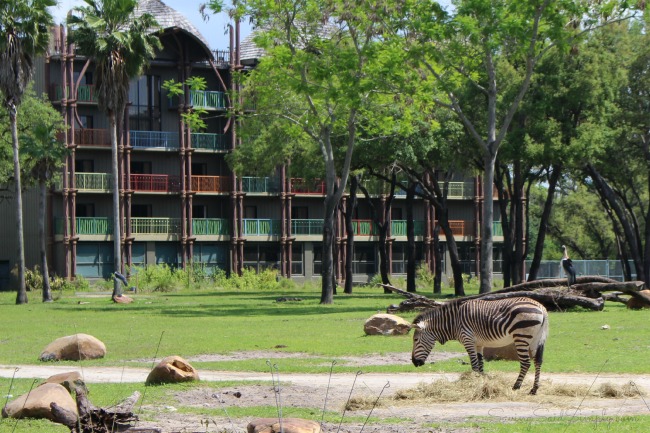 Animals at animal kingdom lodge