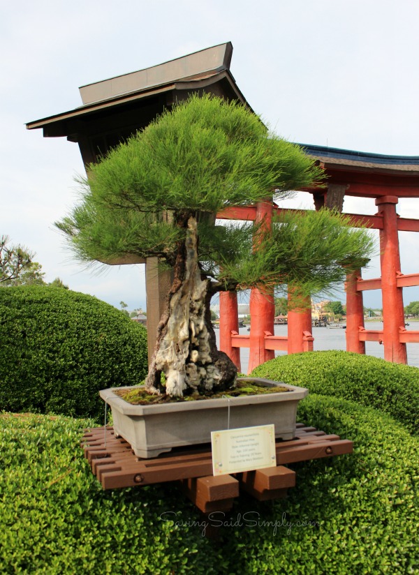 Bonsai garden epcot