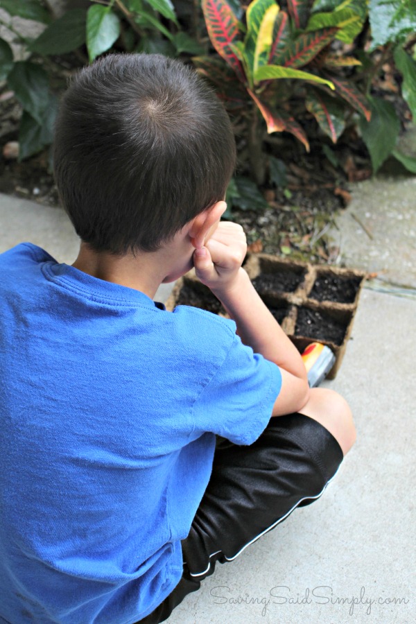Corn growing tips for kids