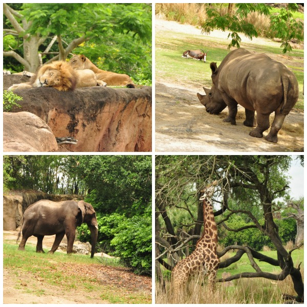 Disney animal kingdom special experience