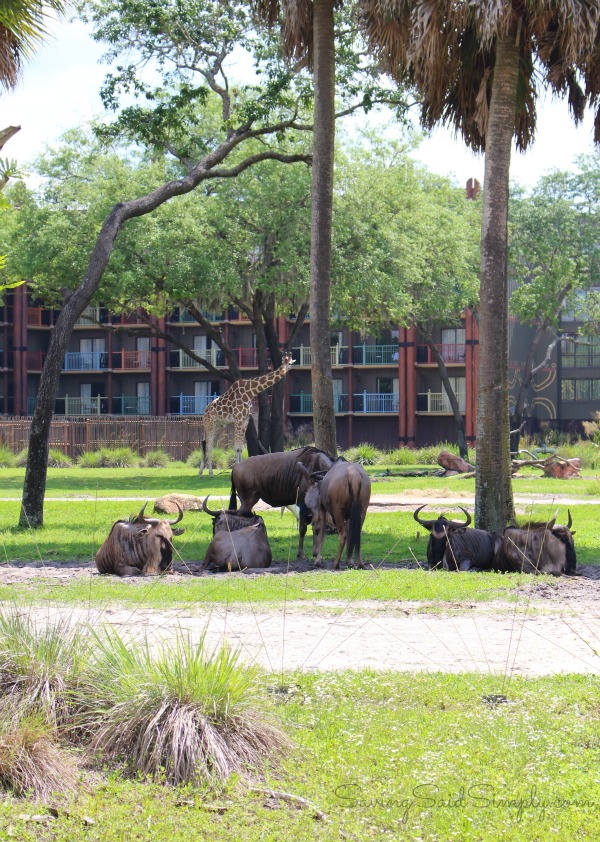 Disney animal kingdom lodge animals