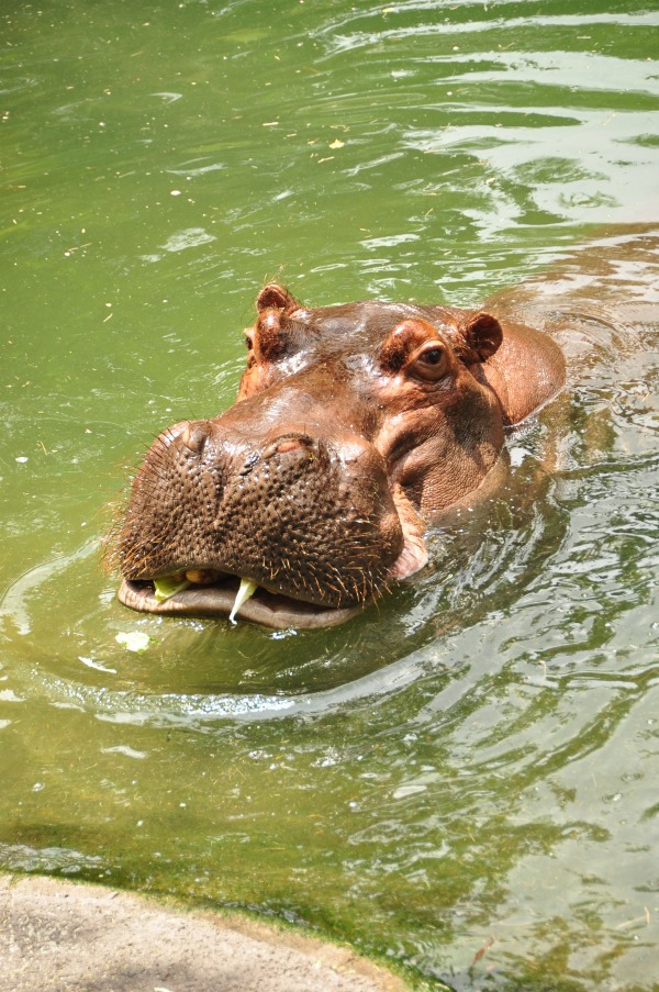 Disney animal kingdom wild Africa trek