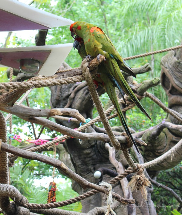 FREE Wilderness Explorers Guide at Disney Animal Kingdom