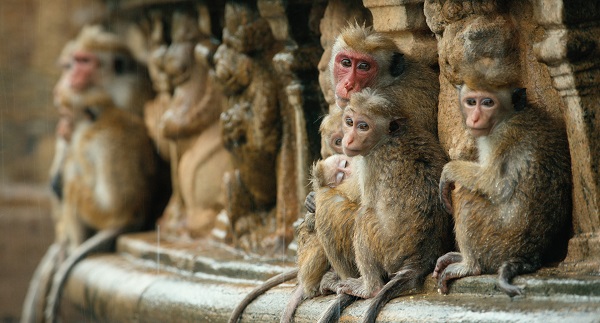 Disneynature monkey kingdom movie review