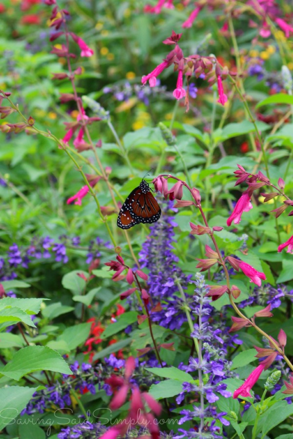 Epcot butterfly garden
