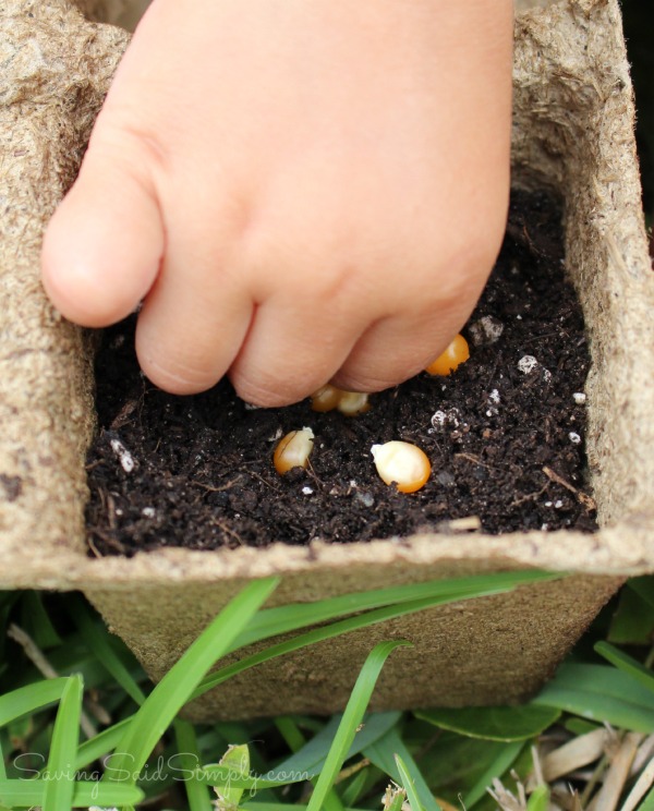 Kids gardening corn