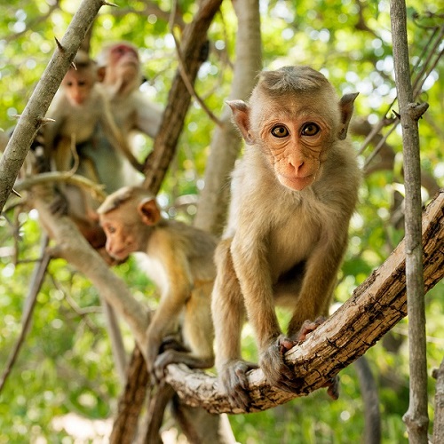 Monkey kingdom in theaters
