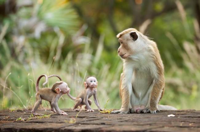 Monkey kingdom movie in theaters how long