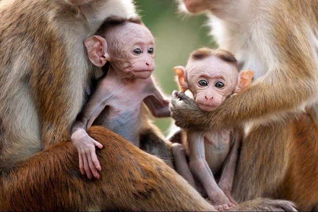 Monkey kingdom movie in theaters now