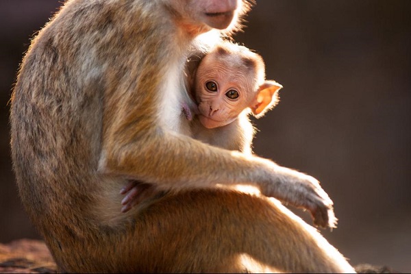 Monkey kingdom movie review