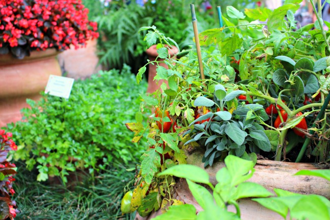 Pizzeria garden epcot