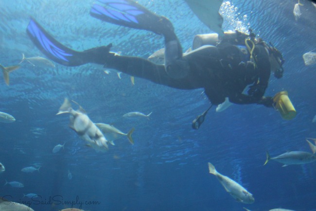 The living seas fun facts