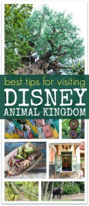 Best tips for visiting Disney animal kingdom