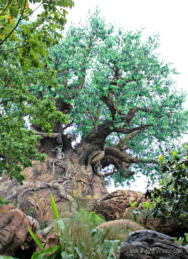 Tree of life animal kingdom photography