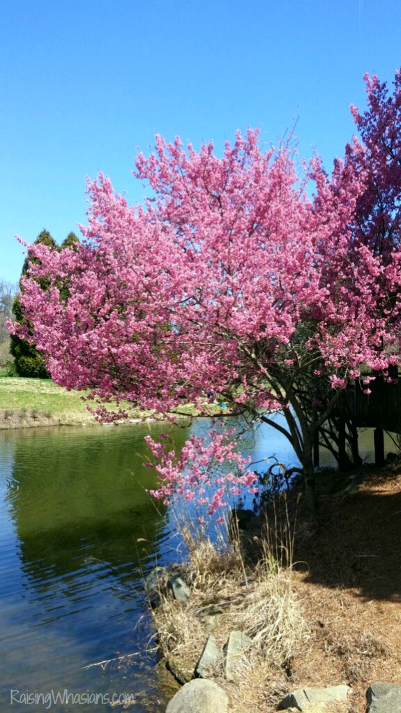 Cherry blossoms washington dc