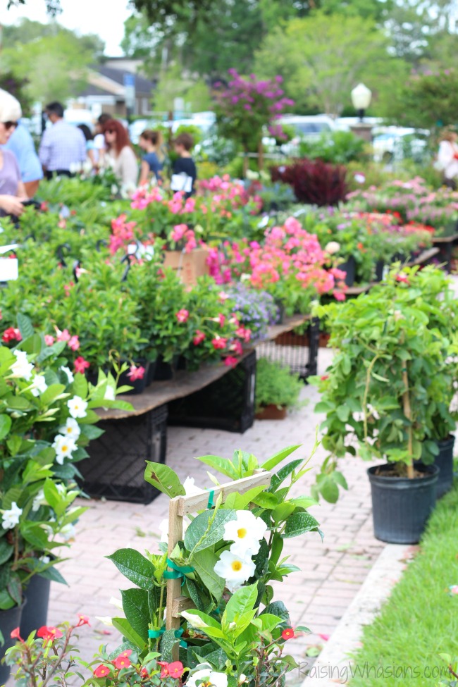 Winter park farmers market for kids