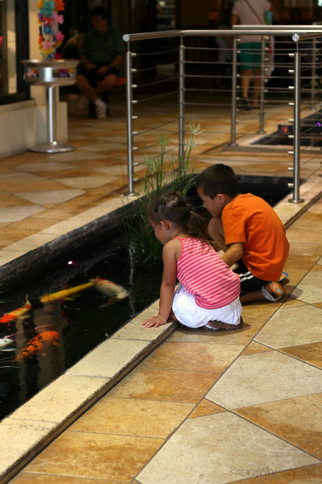 Winter park koi pond