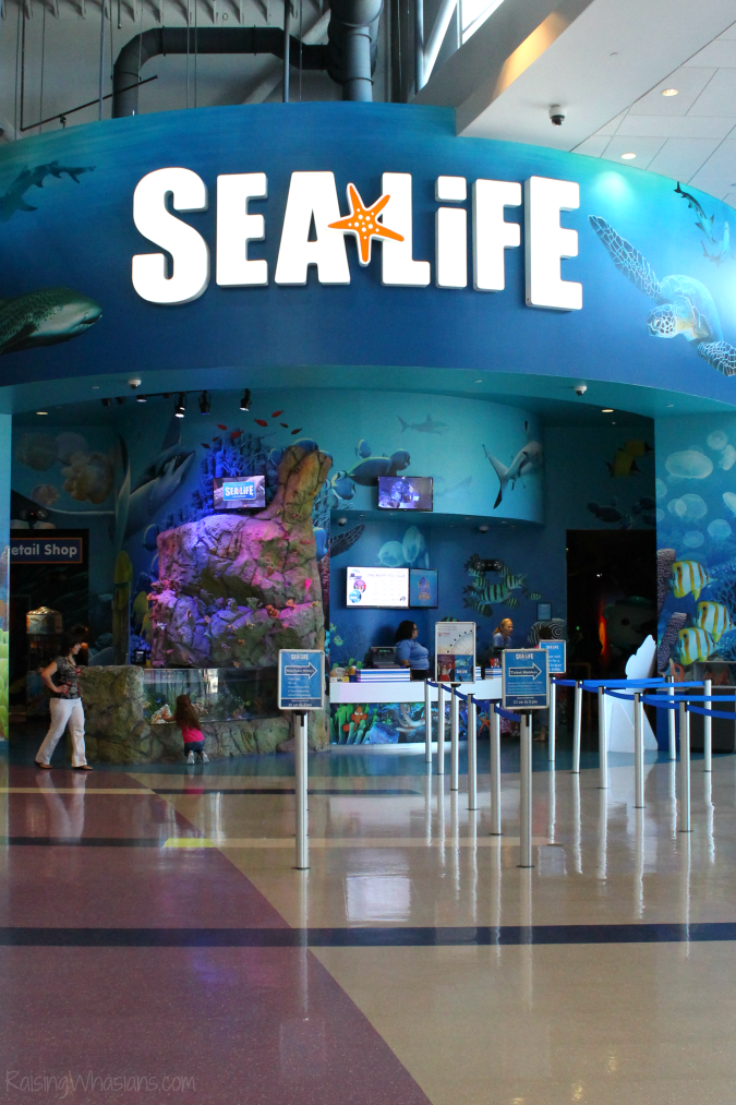 Why Your Family Should Visit SEA LIFE Orlando Aquarium Raising Whasians