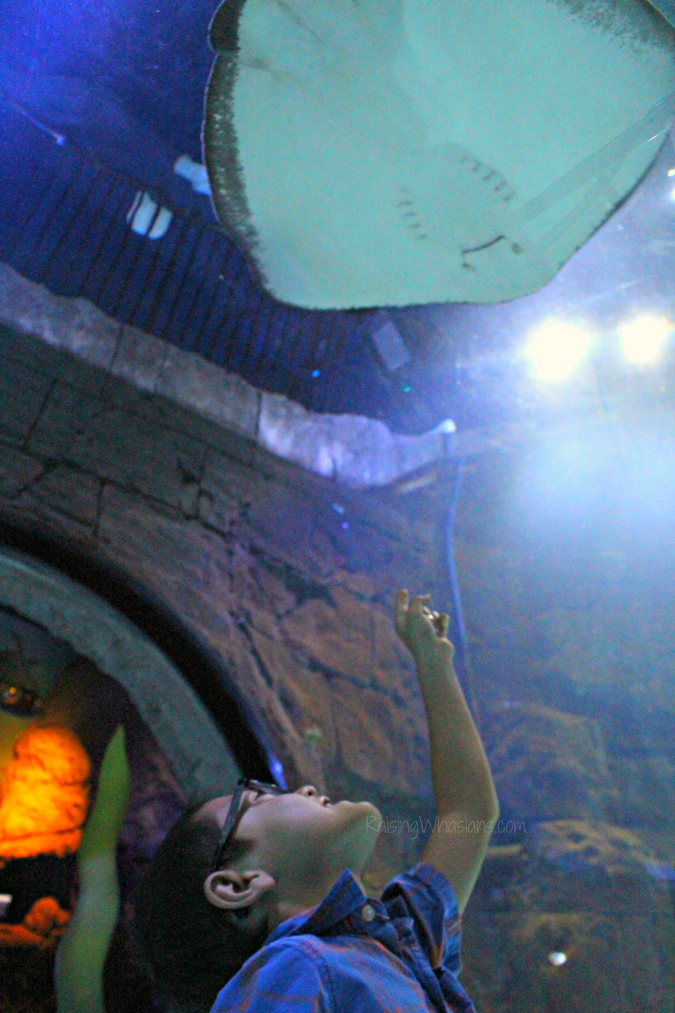 Sea life Orlando family travel