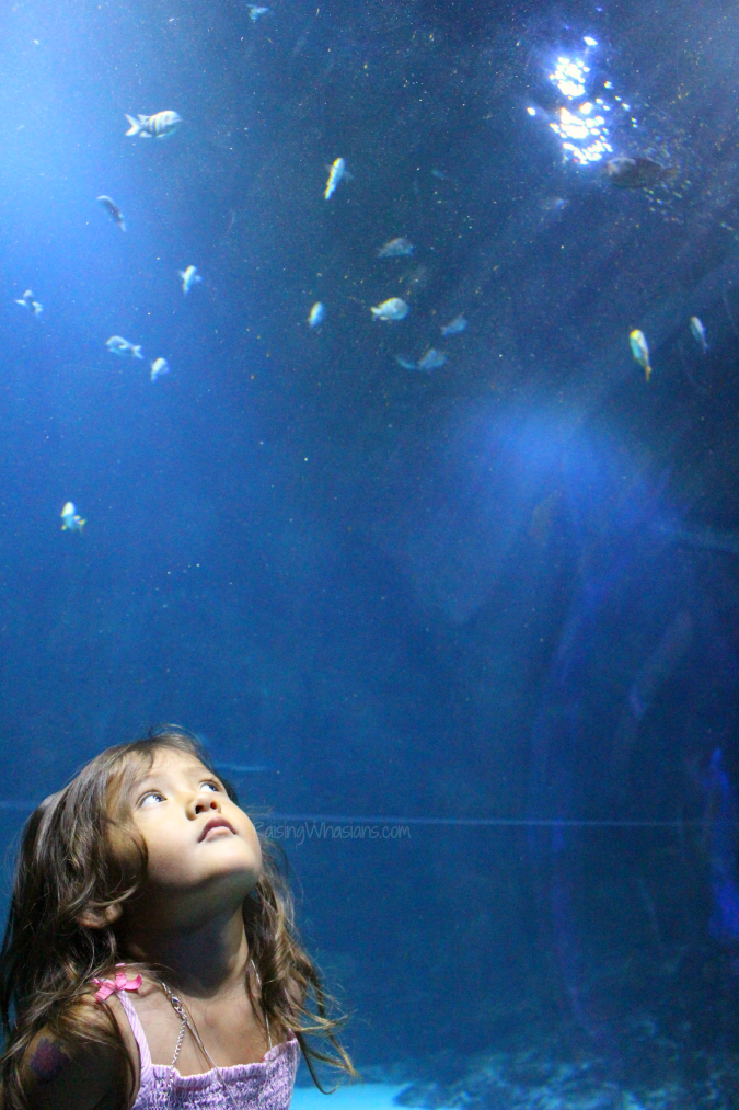 Sea life aquarium Orlando review