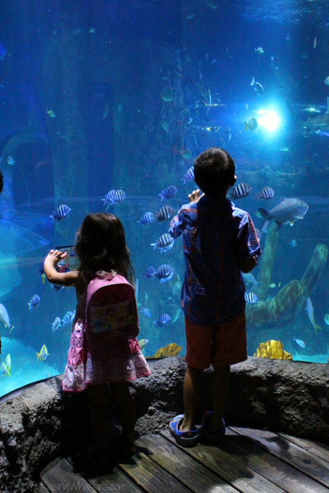 Sea life Orlando review for families