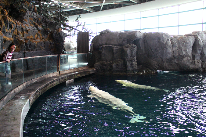 Shedd aquarium tips