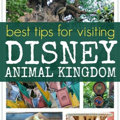 Best tips for visiting Disney animal kingdom