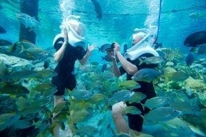 Discovery cove Valentine's day special
