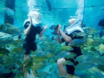 Discovery cove Valentine's day special