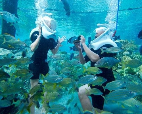 Discovery cove Valentine's day special