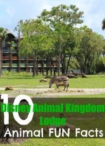 Disney animal kingdom lodge fun facts