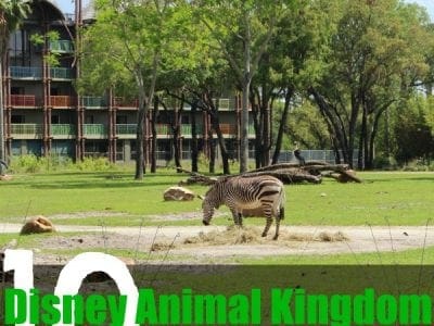 Disney animal kingdom lodge fun facts