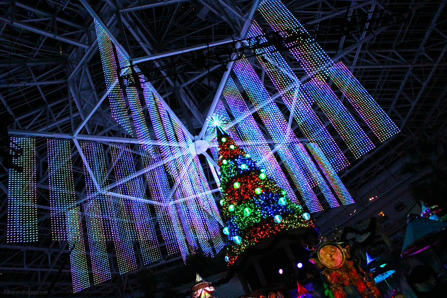 Ice gaylord palms tips