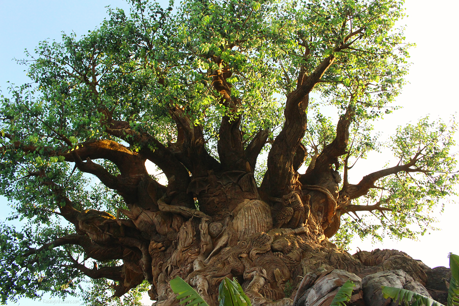 Disney animal kingdom tips for parents Disney animal kingdom tips for parents