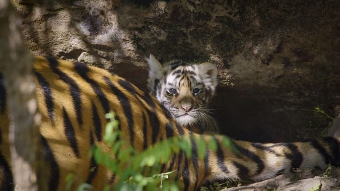 Disneynature Tiger 2024 movie review for kids