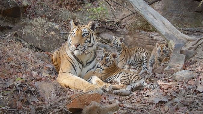 Disneynature Tiger 2024 review for kids