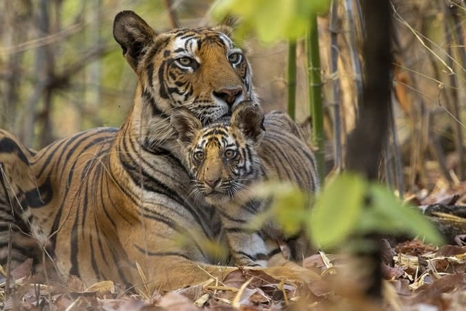 Disneynature Tiger 2024 review for parents