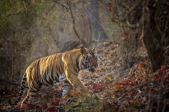 Disneynature Tiger movie review