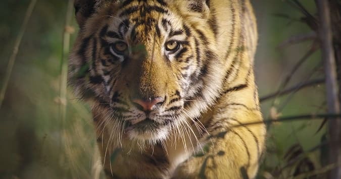 Tiger 2024 age rating