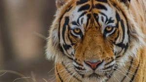 Tiger 2024 movie review