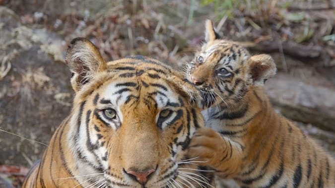 Tiger 2024 review